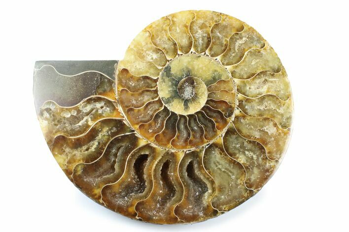 Cut & Polished Ammonite Fossil (Half) - Madagascar #364935